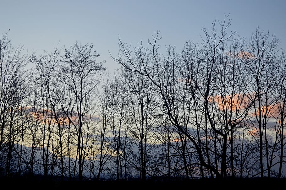 bosc, hivern, naturalesa, arbre, paisatge, eix nu, paisatge d'hivern, posta de sol, fred, crepuscle, contrast, branques, alsace, arbre nu, cap gent, dia, tardor, planta, cel, silueta, tranquil·litat, terra, bellesa a la natura, escena tranquil·la, escenics - natura, escena no urbana, branca, creixement, vista d’angle baix, a l'aire lliure, núvol - cel, 5K