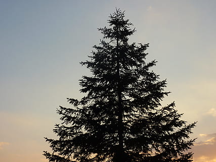 árbol, ver, cielo, Pino, naturaleza, puesta de sol, al aire libre, scenics, planta, silueta, vista de ángulo bajo, crecimiento, belleza en la naturaleza, tranquilidad, nadie, paisajes - naturaleza, escena tranquila, rama, altura maxima, cielo limpio, idílico, copia espacio, escena no urbana, árbol conífero, 2K, CC0, dominio público, libre de derechos