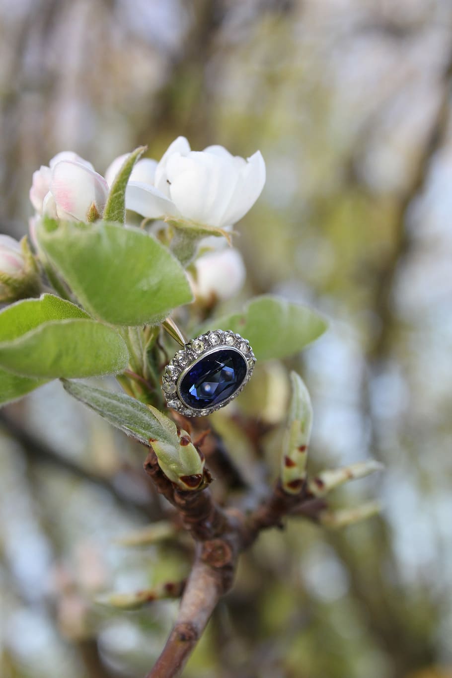 Natur, Flora, Baum, Blatt, draußen, Ring, Pflanze, Wachstum, Nahansicht, Fokus auf den Vordergrund, Blume, wirbellos, Tierwelt, Tiere in freier Wildbahn, Verletzlichkeit, Zerbrechlichkeit, Tag, Insekt, Tierthemen, Tier, blühende Pflanze, keine Leute, Schönheit in der Natur, Frische, ein Tier, Blütenkopf, 5K