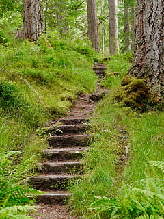 calcestruzzo, le scale, dentro, foresta, giorno, passaggi, alberi, legna, erba, verdura, natura, albero, nessuno, all'aperto, pianta, terra, la tranquillità, scala, crescita, la strada davanti, scena tranquilla, tronco d'albero, tronco, bellezza nella natura, direzione, colore verde, scenics - natura, scena non urbana, bosco, pista, 4K, CC0, dominio pubblico, privo di copyright