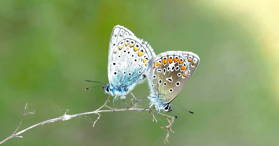 dos, multicolor, les papallones posades, branca, insecte, naturalesa, en viu, temes d'animals, animal, fauna animal, invertebrat, un animal, papallona - insecte, animals a la natura, ala dels animals, bellesa a la natura, planta, longitud completa, centrar-se en primer pla, primer pla, part del cos dels animals, cap gent, posat, fragilitat, flor, a l'aire lliure, fons verd, ampliació, llum, 2K
