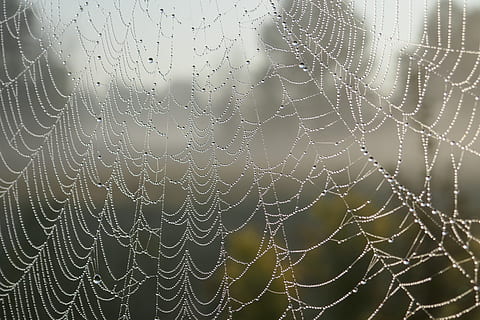 pattern, macro, cobweb, spider, web, close-up, spider web, spider's web, spiderweb, trap, drop, fragility, wet, no people, focus on foreground, water, vulnerability, complexity, nature, beauty in nature, full frame, dew, day, rain, outdoors, raindrop, concentric, climate, 5K, CC0, public domain, royalty free