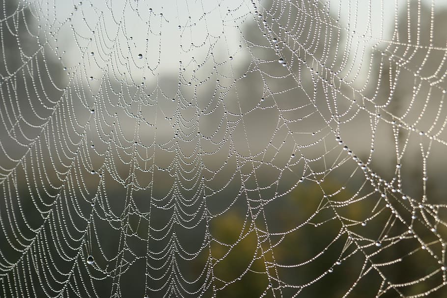 patró, macro, teranyina, aranya, web, primer pla, web de l'aranya, trampa, tirar, fragilitat, humit, cap gent, centrar-se en primer pla, aigua, vulnerabilitat, complexitat, naturalesa, bellesa a la natura, marc complet, rosada, dia, pluja, a l'aire lliure, gota de pluja, concèntric, clima, 5K