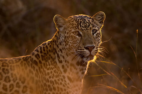 overfladisk, fokus fotografering, leopard, det gyldne dyr, gylden, dyr, rovdyr, kat, feline, dyreliv, undomesticated cat, Afrika, dyr i naturen, safari dyr, natur, kødædende, stor kat, pattedyr, vildmarksområde, majestætisk, safari, stor, fare, savanne, dyr og kæledyr, dyr jagt, et dyr, dyre temaer, ingen mennesker, hvirveldyr, carnivora, fokus på forgrunden, tæt på, dyr kropsdel, portræt, dyr hoved, bakkenbart, 4K, CC0, offentligt domæne, royaltyfrie