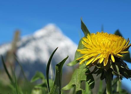 fotografia ravvicinata, giallo, fiore petalo, primavera, fiore primaverile, dente di leone, fioritura, primavera in montagna, natura, fiore, estate, blu, cielo, pianta, all'aperto, prato, pianta fiorita, freschezza, bellezza nella natura, fragilità, vulnerabilità, crescita, avvicinamento, testa di fiore, petalo, infiorescenza, concentrarsi sulle conoscenze acquisite, giorno, nessuno, sepalo, 2K, CC0, dominio pubblico, privo di copyright