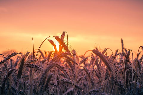 hvedemark, kornmark, solnedgang, baglygte, belysning, sommer, sollys, Abendstimmung, aften sol, aftenlys, korn plante, landbrug, natur, landlige scene, plante, himmel, afgrøde, vækst, Mark, skønhed i naturen, landskab, gård, ingen mennesker, jord, ro, tæt på, hvede, scenics - natur, sol, udendørs, 4K, CC0, offentligt domæne, royaltyfrie