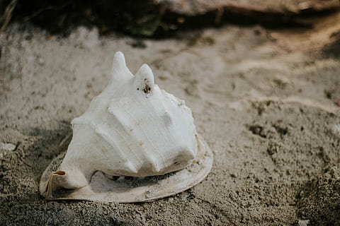 Weiß, Muschelschale, grau, Sand, Schale, Strand, Nahansicht, Tier, Tierthemen, Tierwelt, ein Tier, Land, Tiere in freier Wildbahn, keine Leute, Natur, Meer, Wirbeltier, weiße Farbe, Säugetier, Fokus auf den Vordergrund, Tag, draußen, in voller Länge, Marine, 5K, CC0, gemeinfrei, lizenzfrei