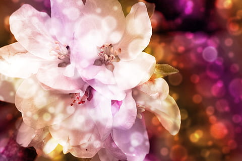 macrofotografia, bianca, fiori di petalo, petalo, fiori, bokeh, sfondo, struttura, sito web, senza soluzione di continuità, fiore, fiorire, Mela, viola, oro, acquerello, artistico, natura, defocused, avvicinamento, sfondi, colore rosa, freschezza, macro, nessuno, notte, pianta fiorita, pianta, bellezza nella natura, fragilità, vulnerabilità, infiorescenza, testa di fiore, crescita, concentrarsi sulle conoscenze acquisite, polline, orchidea, all'aperto, primavera, morbidezza, composizione floreale, mazzo, 2K, CC0, dominio pubblico, privo di copyright