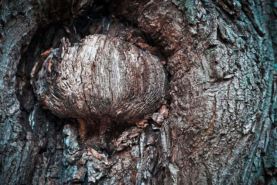 arbre, escorça, registre, naturalesa, bosc, fusta, estructura, roure, vell, roure alemany, escorça d'arbre, tardor, arbre de roure vell, nodrit, patró, tribu, paisatge, marró, cresta, nínxol, simetria, tancar, escorça de roure, silvicultura, textura, tronc, tronc de l'arbre, material de fusta, primer pla, fons, aspre, planta, marc complet, cap gent, dia, escorça de la planta, a l'aire lliure, creixement, 4K
