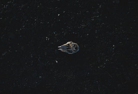 Marrone, illustrazione di granchio a ferro di cavallo, buio, notte, nero, riflessione, animale, natura, un animale, animali allo stato selvatico, fauna selvatica, temi animali, nessuno, avvicinamento, acqua, terra, vertebrato, all'aperto, giorno, pianta, bellezza nella natura, strutturato, vista dall'alto, nuoto, mare, marino, testa di animale, 5K, CC0, dominio pubblico, privo di copyright