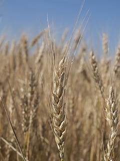 Grano, picchi, pane, kolos, natura, agricoltura, raccolto, pianta di cereali, scena rurale, campo, azienda agricola, cibo, maturo, estate, crescita, giallo, seme, color oro, raccolta, asciutto, pianta, stelo, cielo, cannuccia, paesaggio, terra, avvicinamento, primo piano estremo, nessuno, concentrarsi sulle conoscenze acquisite, bellezza nella natura, giorno, ambiente, all'aperto, segale - grano, 2K, CC0, dominio pubblico, privo di copyright