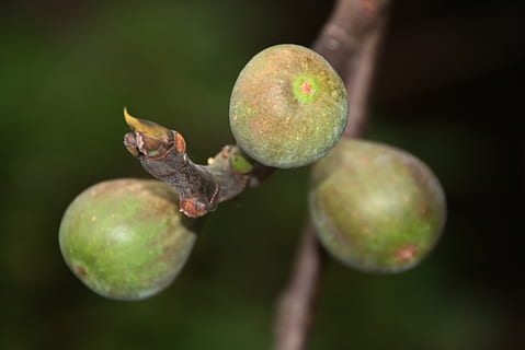 Feigenbaum, Feige, Ast, Baum, Natur, Grün, Obst, Nahansicht, gesundes Essen, Lebensmittel, Essen und Trinken, Pflanze, Fokus auf den Vordergrund, keine Leute, Frische, Wachstum, Tag, grüne Farbe, draußen, Schönheit in der Natur, Wohlbefinden, selektiver Fokus, Landwirtschaft, reif, 2K, CC0, gemeinfrei, lizenzfrei