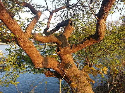 tre, knudrete, stamme, Logg, natur, krokete, grener, Lindau, lake constance, høst, blad, utendørs, skog, årstid, gren, anlegg, trestamme, ro, vekst, dag, skjønnhet i naturen, ingen folk, lav vinkel visning, naturskjønnhet - natur, land, rolig scene, plante del, endring, blader, naturlig tilstand, 2K, CC0, offentlig domene, opphavsrett gratis