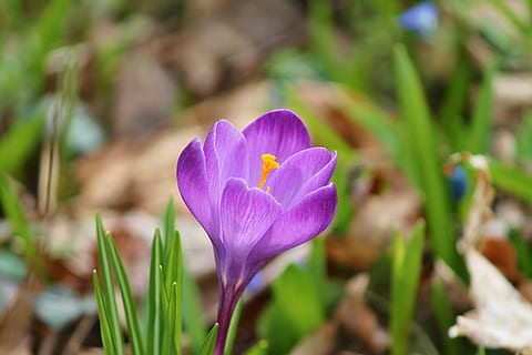nærbilde foto, lilla, krokusblomst, krokus, vår, Lenz, tidlig blomstrer, fiolett, gul, hage, felt, blomster, utendørs, Lukk, våren krokus, harbinger av våren, natur, frühlingsanfang, lilla blomst, schwertlilie gewaechs, Sverdlilje, vårblomst, prydplante, anlegg, lys, blomst, blomstrende plante, friskhet, skjønnhet i naturen, petal, nærbilde, sårbarhet, skjørhet, fokusere på forgrunnen, vekst, inflorescence, blomsterhodet, iris, ingen folk, våren, pollen, blomsterseng, 4K, CC0, offentlig domene, opphavsrett gratis
