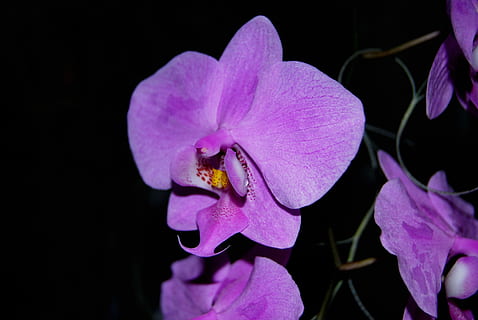 sddssd, sdsd, sdsds, pianta fiorita, fiore, petalo, bellezza nella natura, pianta, fragilità, vulnerabilità, freschezza, testa di fiore, infiorescenza, avvicinamento, viola, crescita, orchidea, natura, nessuno, polline, colore rosa, sfondo nero, all'aperto, iris, croco, 4K, CC0, dominio pubblico, privo di copyright