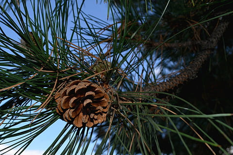 pinya de pi, pi, con, arbre, de fulla perenne, avet, naturalesa, decoració, verd, branca, bosc, natural, marró, conífera, llavor, coníferes, fusta, planta, creixement, cap gent, vista d’angle baix, dia, primer pla, tranquil·litat, Palmera, bellesa a la natura, full, centrar-se en primer pla, cel, a l'aire lliure, part de la planta, sec, arbre de coníferes, fulla de palma, palmera de coco, 4K, CC0, domini públic, lliure de regalies