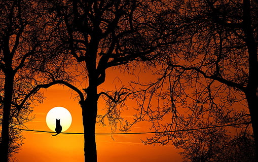 silhouette, cat, sitting, rope, trees, tree, sunset, dawn, dusk, nature, sun, evening, season, outdoors, landscape, sky, backlit, fair weather, branch, gold, silhouetted, fall, light, orange color, plant, beauty in nature, vertebrate, tree trunk, trunk, bird, animal, no people, scenics - nature, animal wildlife, animal themes, animals in the wild, 1080P, CC0, public domain, royalty free