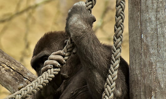 Gorilla, verbergen, lustig, Affe, Tier, pelzig, Omnivore, Tierfotografie, Porträt, Tierpark Hellabrunn, Seil, Primas, Säugetier, keine Leute, Holz - Material, Fokus auf den Vordergrund, Tierwelt, Tag, Stärke, Nahansicht, draußen, Tiere in freier Wildbahn, Verbindung, ein Tier, Kette, Pavian, Holzpfosten, 4K, CC0, gemeinfrei, lizenzfrei