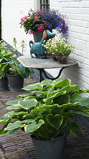 idyllisk, dekoration, vindue, facade, indtryk, romantisk, blomsterdekorationer, plante, blomsterkrukke, blomst, udendørs, potteplante, vækst, blomstrende plante, grøn farve, natur, blad, plante del, friskhed, skønhed i naturen, ingen mennesker, dag, murbygningsfunktion, sårbarhed, skrøbelighed, bord, vase, blomsterhoved, stueplante, havearbejde, blomster arrangement, 4K, CC0, offentligt domæne, royaltyfrie
