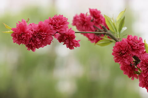 non, fiore sconosciuto, sconosciuto, fiore, pianta fiorita, pianta, freschezza, bellezza nella natura, vulnerabilità, fragilità, avvicinamento, concentrarsi sulle conoscenze acquisite, petalo, crescita, colore rosa, natura, testa di fiore, infiorescenza, rosso, nessuno, giorno, messa a fuoco selettiva, all'aperto, un mazzo di fiori, composizione floreale, 2K, CC0, dominio pubblico, privo di copyright