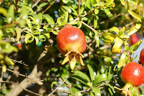 Granado, pitic, camp, fruct, natură, frunze, copac, copt, alimente, roșu, prospeţime, organic, ramură, agricultură, rodie, livadă, mancare si bautura, mâncat sănătos, plantă, creştere, bunăstare, nici o persoana, a închide, frumusețe în natură, zi, parte a plantelor, să se concentreze asupra primelor elemente, lumina soarelui, în aer liber, 4K, CC0, domeniu public, fără drepturi de autor