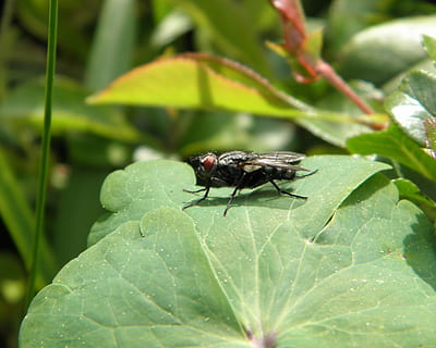 volar, insecte, Whopper, full, verd, invertebrat, part de la planta, fauna animal, temes d'animals, animal, animals a la natura, un animal, color verd, primer pla, planta, naturalesa, creixement, ala dels animals, cap gent, dia, mosca domèstica, bellesa a la natura, a l'aire lliure, 2K, CC0, domini públic, lliure de regalies