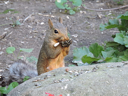 Gray Squirrel, Squirrels, squirrel, wildlife, nature, animal, rodent, outdoors, brown, animals In The Wild, mammal, eating, close-up, one animal, animal themes, no people, day, animal wildlife, vertebrate, food, focus on foreground, plant, field, food and drink, land, herbivorous, 4K, CC0, public domain, royalty free