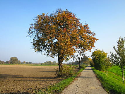 Germania, i campi, cielo, nuvole, paesaggio, strada, autunno, nazione, campagna, rurale, albero, pianta, bellezza nella natura, la tranquillità, la strada davanti, crescita, direzione, scena tranquilla, natura, modificare, campo, scenics - natura, terra, nessuno, cielo sereno, giorno, all'aperto, prospettiva decrescente, collezione autunnale, 1080P, CC0, dominio pubblico, privo di copyright