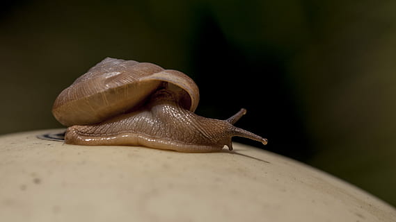 selettivo, fotografia a fuoco, Marrone, lumaca, profondità, fotografia di campo, conchiglia, antenna, temi animali, animale, un animale, mollusco, gasteropode, fauna selvatica, animali allo stato selvatico, invertebrato, parte del corpo animale, strisciando, la noia, avvicinamento, antenna animale, viscido, natura, guscio di animale, nessuno, livello di superficie, 5K, CC0, dominio pubblico, privo di copyright