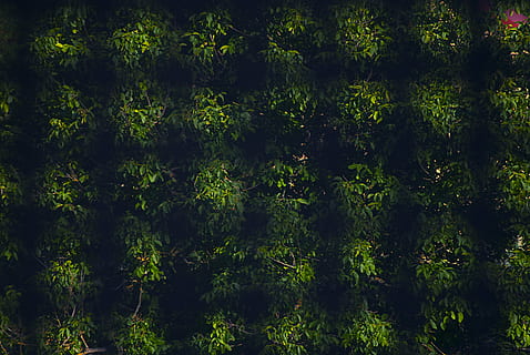 green, pattern, background, texture, design, background pattern, green background, seamless, decoration, plant, textile, backgrounds, green color, beauty in nature, tree, no people, full frame, nature, growth, tranquility, forest, land, reflection, outdoors, scenics - nature, day, tranquil scene, sunlight, environment, plant part, 2K, CC0, public domain, royalty free