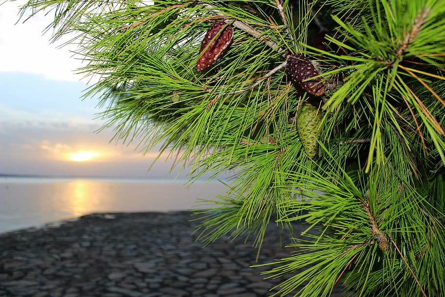 pi, pinya de pi, platja, Croàcia, estiu, recreació, verd, blau, pedregós, serenitat, posta de sol, bellesa a la natura, aigua, arbre, planta, tranquil·litat, naturalesa, cel, creixement, mar, color verd, cap gent, full, escena tranquil·la, escenics - natura, terra, part de la planta, a l'aire lliure, centrar-se en primer pla, primer pla, fulla de palma, arbre de coníferes, 5K