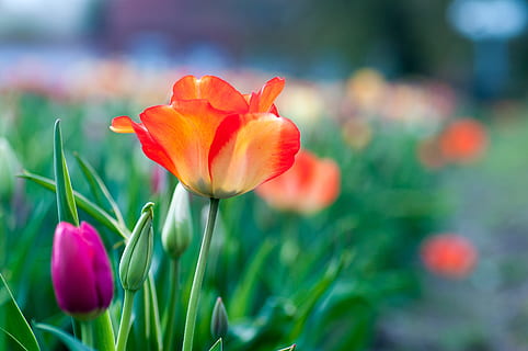 sığ, odak fotoğrafçılık, Portakal, Çiçekler, bahar, bloomed, çiçek, çiçekli bitki, bitki, doğada güzellik, tazelik, lâle, kapatmak, kırılganlık, Güvenlik açığı, taçyaprağı, çiçek kafa, çok renkli, çiçeklenme, doğa, ön plana odaklanmak, pembe renk, yeşil renk, büyüme, insansız, açık havada, süs bahçesi, çiçeklik, 4K, CC0, kamu malı, telif ücretsiz