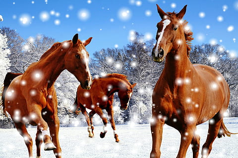 tre, Brun, hest, snefelt, heste, kobling, vinter, sne, Spille, paddock, vinterlige, dyr, udendørs, natur, jul, kold temperatur, pattedyr, gruppe af dyr, dyreliv, husdyr, indenlandske, dyre temaer, kæledyr, hvirveldyr, Mark, jord, ingen mennesker, planteædende, sner, ranch, 1080P, CC0, offentligt domæne, royaltyfrie