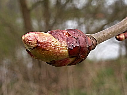 Chestnut, Spring, Tree, Macro, bud, horse-chestnut, food, nature, close-up, outdoors, freshness, day, food and drink, focus on foreground, plant, no people, branch, beauty in nature, growth, red, animal wildlife, drop, leaf, brown, dry, 1080P, CC0, public domain, royalty free