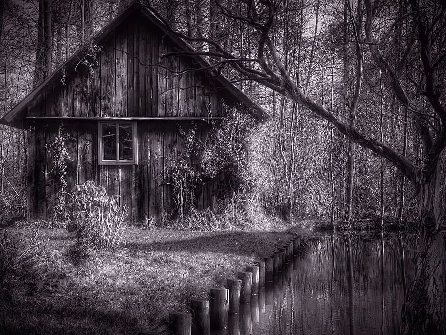 gråtonebillede, træ-, hus, træer, hjem, bygning, facade, hytte, gammelt hus, gamle bygning, gået i stykker, ensomt hus, bortfaldet, kørt ned, forlade, bar, glemme, gammel, sort og hvid, træ - materiale, landlige scene, natur, forladt, gammeldags, lade, træ, plante, bygget struktur, arkitektur, ingen mennesker, bygning udvendig, Skov, jord, dag, ro, landskab, udendørs, bare træ, rolig scene, vækst, forringelse, sommerhus, 1080P