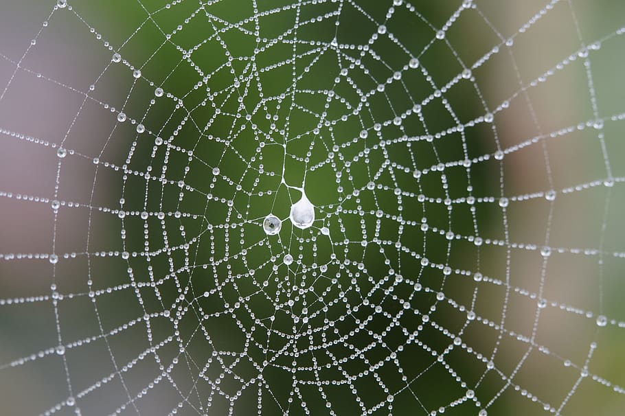 fotografia macro, teranyina, gotes de pluja, xarxa, web orb, aràcnids, simetria, gota de rosada, degoteig, gota d’aigua, folrat, alinear, filigrana, transitori, licitació, bé, tardor, matí de tardor, gotes, gotes d’aigua, tautroepfchen, humit, boira, humitat, aranya de rodes, fragilitat, tirar, primer pla, vulnerabilitat, centrar-se en primer pla, naturalesa, cap gent, aigua, bellesa a la natura, patró, temes d'animals, marc complet, patró natural, aranya, fons, a l'aire lliure, rosada, complexitat, pluja, concèntric, clima, 5K