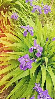 iris, flors, flor, naturalesa, planta, porpra, estiu, cap de flor, color verd, planta amb flors, bellesa a la natura, creixement, vulnerabilitat, frescor, fragilitat, primer pla, full, cap gent, pètal, part de la planta, marc complet, inflorescència, dia, a l'aire lliure, primavera, 2K, CC0, domini públic, lliure de regalies