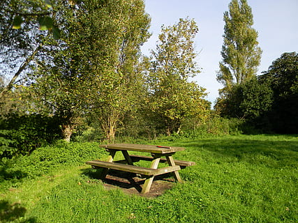 lentelė, lauke, pikniko stalas, augalų, medis, žalia spalva, žolė, augimą, pobūdį, sėdynės, žemės, dieną, nėra žmonių, ramybė, grožis gamtoje, tuščia, nebuvimas, mediena - medžiaga, ramioje scenoje, kėdė, saulės šviesa, 4K, CC0, Viešasis domenas, nemokamai