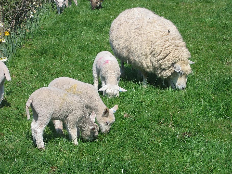ovce, jehňata, jaro, matka, zelená, dítě, venkovský, hospodařit, vlna, tráva, hospodářských zvířat, pastvy, zelená barva, zvířat, zvíře, savec, skupina zvířat, domácí zvířata, domácí, rostlina, domácí mazlíčci, pole, přistát, jehněčí, zemědělství, obratlovců, mladé zvíře, Příroda, nikdo, býložravý, venku, 1080P