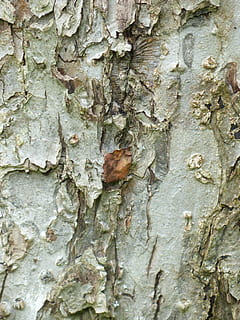 bark, æbletræ, stamme, træ, frugt træ, tæt, blad, tekstureret, træstamme, tæt på, dag, forvitret, fuld ramme, bagagerum, ru, ingen mennesker, baggrunde, plante, natur, plantebark, mønster, udendørs, insekt, Brun, vækst, dyr i naturen, hvirvelløse, tekstureret effekt, 4K, CC0, offentligt domæne, royaltyfrie