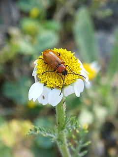 billen, bille, Diptera, orange, appelsinbille, daisy, pollen, blomst, skrøbelighed, gul, natur, fokus på forgrunden, plante, blomstrende plante, sårbarhed, skønhed i naturen, vækst, friskhed, blomsterhoved, tæt på, kronblad, blomsterstand, dag, ingen mennesker, hvid farve, selektiv fokusering, udendørs, lantana, bestøvning, 1080P, CC0, offentligt domæne, royaltyfrie