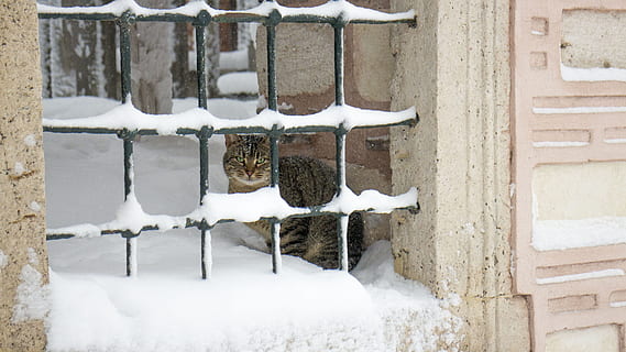 gato, corrimão, neve, inverno, casa, janela, arquitetura, dia, ninguém, ao ar livre, temperatura fria, natureza, cor branca, madeira - material, estrutura construída, congeladas, beleza na natureza, cobertura, exterior do edifício, scenics - natureza, árvore, tijolo, meio Ambiente, nevasca, 5K, CC0, domínio público, royalty free