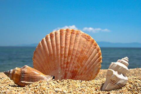fotografie, mořské mušle, písek, mušle, pláž, moře, modrý, zvířecí shell, letní, prázdnin, Příroda, pobřežní čára, cestovat, tropické klima, voda, shell, přistát, nebe, krása v přírodě, horizont, den, detail, horizont nad vodou, nikdo, zvířat, slunečního světla, klidné scény, klid, námořní, 1080P, CC0, veřejná doména, bez autorských práv