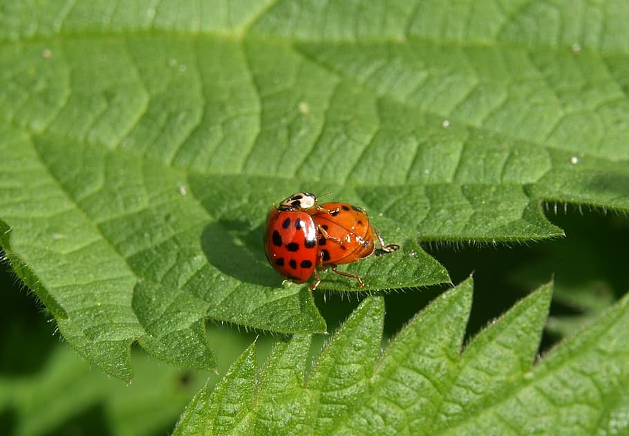marieta, maridatge, parella, parell, insecte, escarabat, tancar, invertebrat, fauna animal, animal, temes d'animals, animals a la natura, full, part de la planta, un animal, color verd, primer pla, tacat, planta, naturalesa, vermell, cap gent, dia, centrar-se en primer pla, a l'aire lliure, petit, 1080P