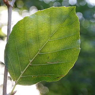faggio, luce, contro la luce, inviato, illuminazione, estate, foresta, alberi, foglia, colore verde, avvicinamento, giorno, natura, all'aperto, parte vegetale, pianta, crescita, vena fogliare, nessuno, bellezza nella natura, concentrarsi sulle conoscenze acquisite, modello naturale, vulnerabilità, fragilità, botanica, freschezza, messa a fuoco selettiva, verde, le foglie, 2K, CC0, dominio pubblico, privo di copyright