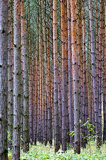 Tree, Forest, Dense, Spruce, Pine, then, spruce, pine, landscape, a lot of, get lost, tree trunk, pine tree, no people, nature, day, plant, land, trunk, beauty in nature, woodland, tranquility, outdoors, growth, coniferous tree, pine woodland, pinaceae, green color, scenics - nature, 4K, CC0, public domain, royalty free