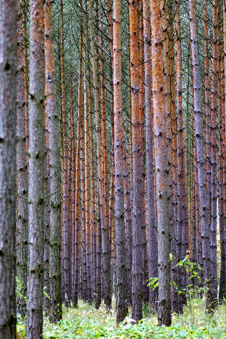 arbre, bosc, densa, pi blanc, llavors, picea, pi, paisatge, molt de, perdre's, tronc de l'arbre, cap gent, naturalesa, dia, planta, terra, tronc, bellesa a la natura, tranquil·litat, a l'aire lliure, creixement, arbre de coníferes, bosc de pi, pinàcies, color verd, escenics - natura, 4K