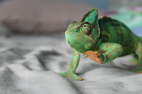 jade, acolyte à écailles, Iguana verda, camaleó, caminar, pas, animal, llangardaix, vida salvatge, verd, peu, mascota, primer pla, gecko, rèptil, temes d'animals, un animal, vertebrats, color verd, cap gent, fauna animal, centrar-se en primer pla, part del cos dels animals, enfocament selectiu, retrat, dia, a l'aire lliure, naturalesa, animals a la natura, cap d’animals, iguana, escala d’animals, ull d’animals, 2K, CC0, domini públic, lliure de regalies