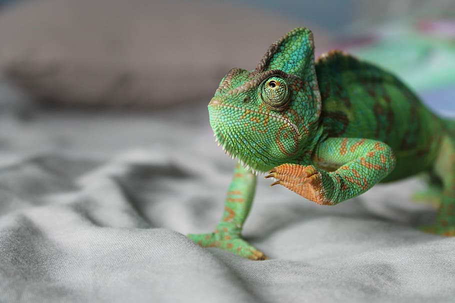 jade, acolyte à écailles, Iguana verda, camaleó, caminar, pas, animal, llangardaix, vida salvatge, verd, peu, mascota, primer pla, gecko, rèptil, temes d'animals, un animal, vertebrats, color verd, cap gent, fauna animal, centrar-se en primer pla, part del cos dels animals, enfocament selectiu, retrat, dia, a l'aire lliure, naturalesa, animals a la natura, cap d’animals, iguana, escala d’animals, ull d’animals, 2K
