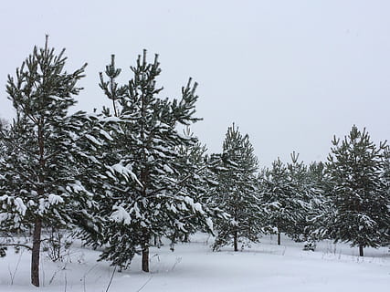 la neve, inverno, albero, freddamente, LeAnn, brina, albero di Natale, foresta, freddo, paesaggio, temperatura fredda, pianta, bellezza nella natura, natura, terra, crescita, la tranquillità, giorno, scena tranquilla, congelato, Colore bianco, nessuno, scenics - natura, scena non urbana, copertura, cielo, albero di conifere, Pino, all'aperto, nevicando, 2K, CC0, dominio pubblico, privo di copyright
